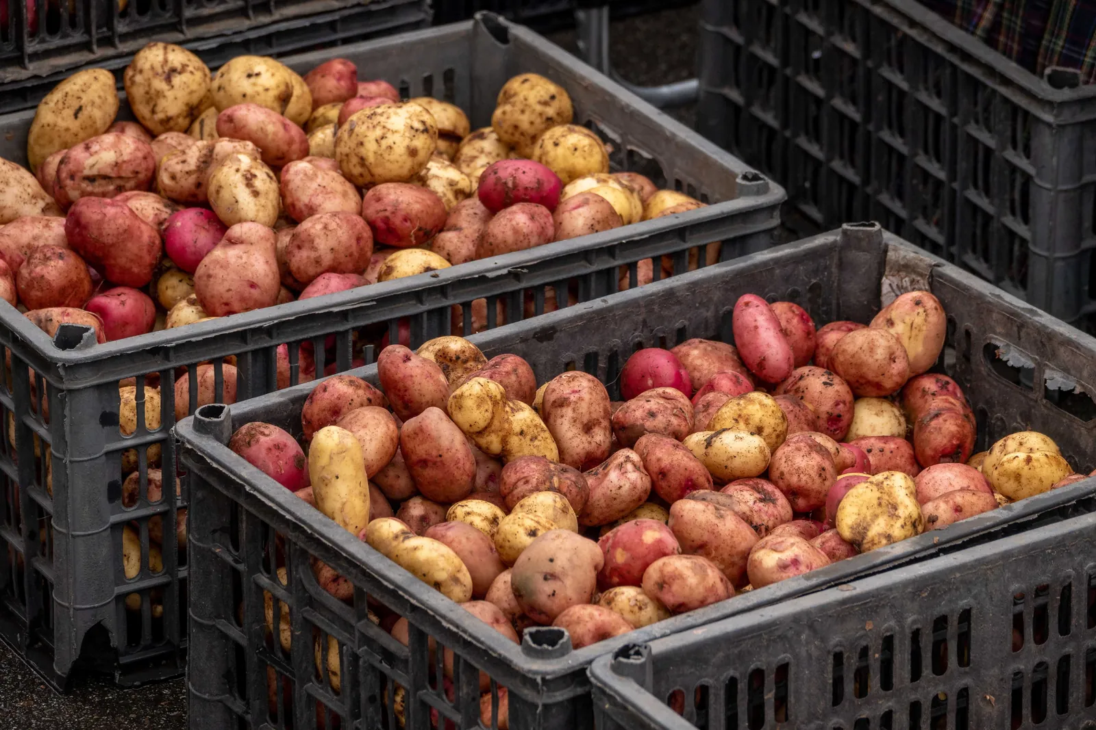 Crates of freshly dug red and white potatoes stacked at a market