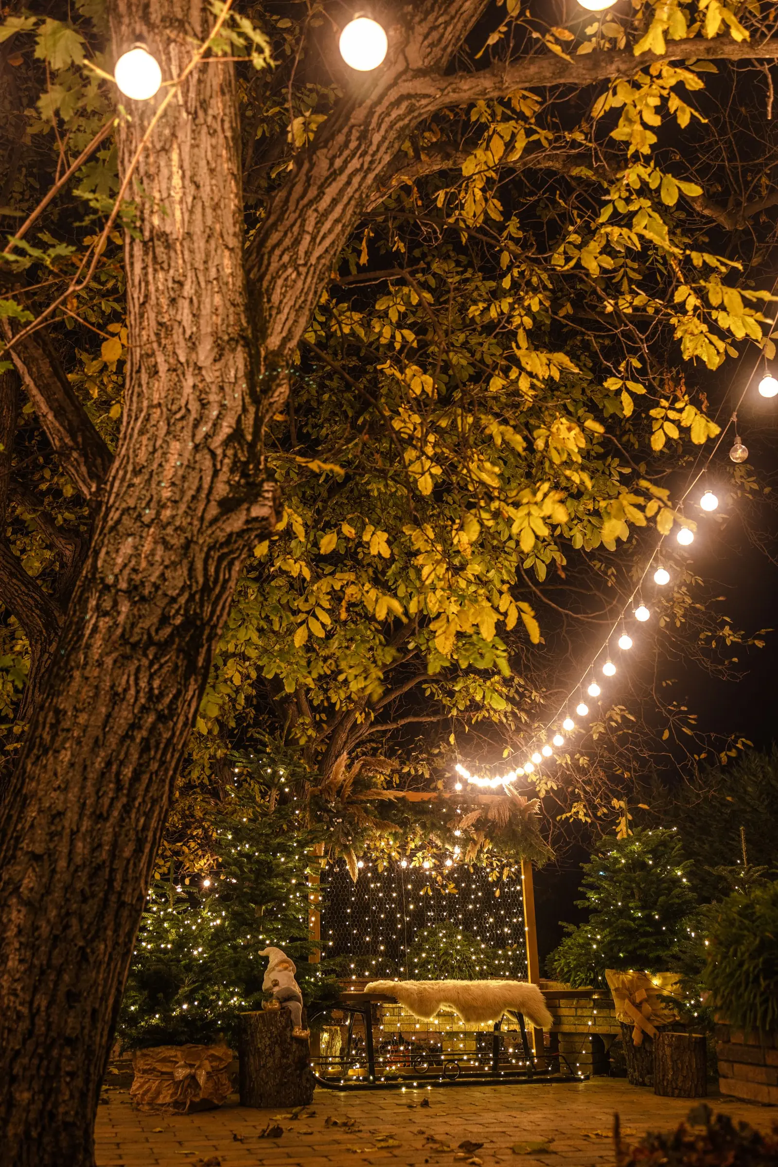 Festoon lights strung through a large tree over a garden at dusk.